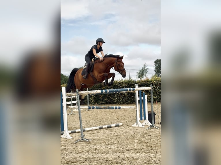 Belgian Warmblood Gelding 8 years 16 hh Brown in Horebeke