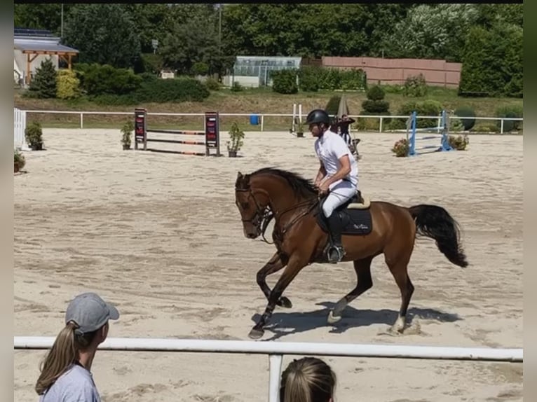 Belgian Warmblood Gelding 8 years 16 hh Brown in Salzburg