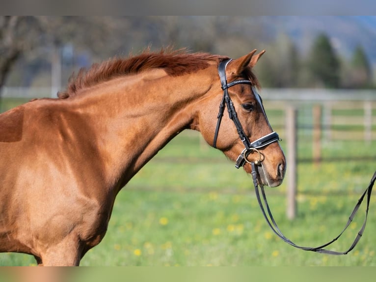 Belgian Warmblood Gelding 8 years 16 hh Chestnut-Red in Interlaken