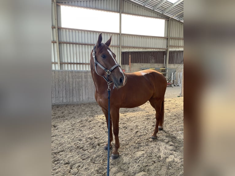Belgian Warmblood Gelding 8 years 16 hh Chestnut-Red in Hohenahr