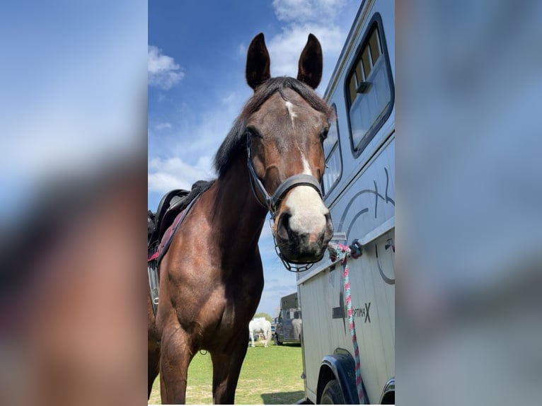 Belgian Warmblood Gelding 8 years 16,1 hh Bay-Dark in Kortenaken