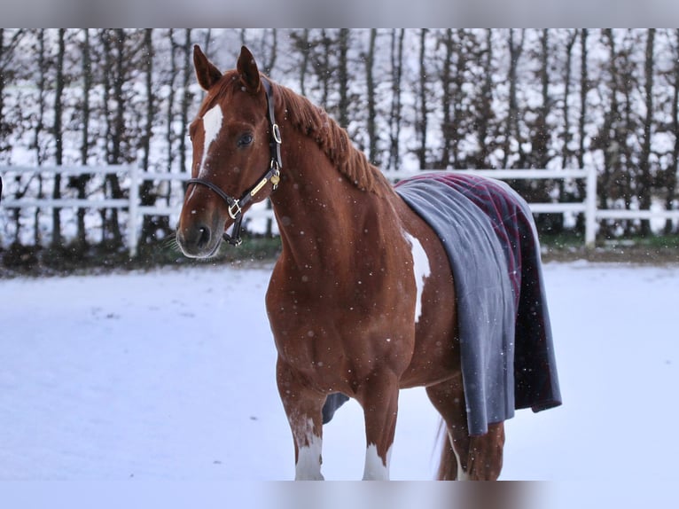 Belgian Warmblood Gelding 8 years 16,1 hh Chestnut-Red in Tönisvorst