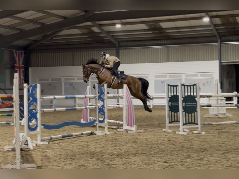 Belgian Warmblood Gelding 8 years 16,2 hh Bay in Brinscall