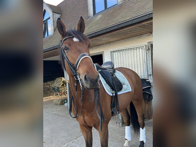 Belgian Warmblood Gelding 8 years 17,1 hh Bay-Dark in Berg