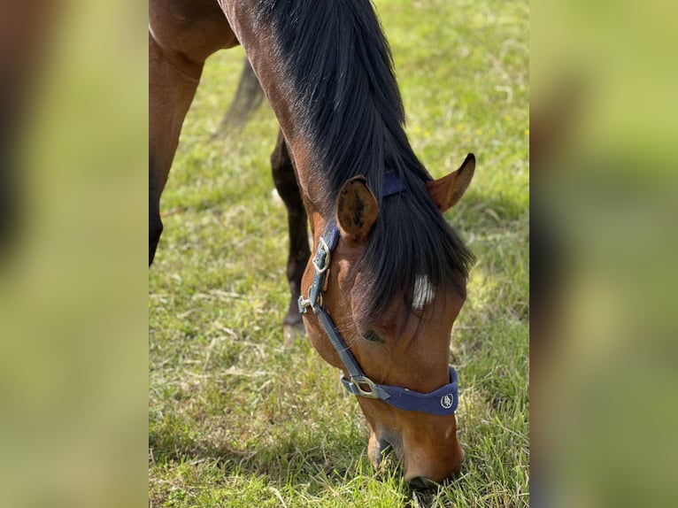 Belgian Warmblood Gelding 8 years 17,1 hh Bay-Dark in Berg