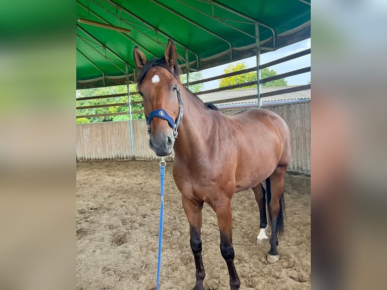 Belgian Warmblood Gelding 8 years 17,1 hh Bay-Dark in Berg