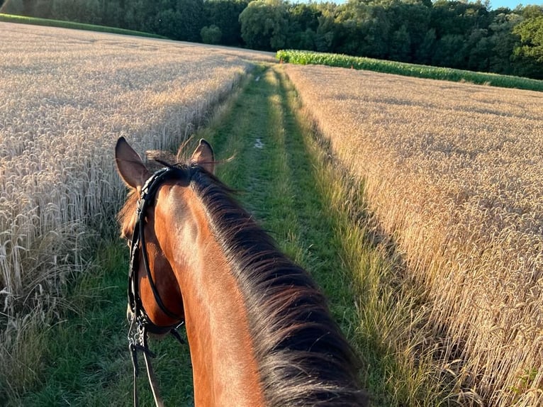 Belgian Warmblood Gelding 8 years 17,1 hh Bay-Dark in Berg