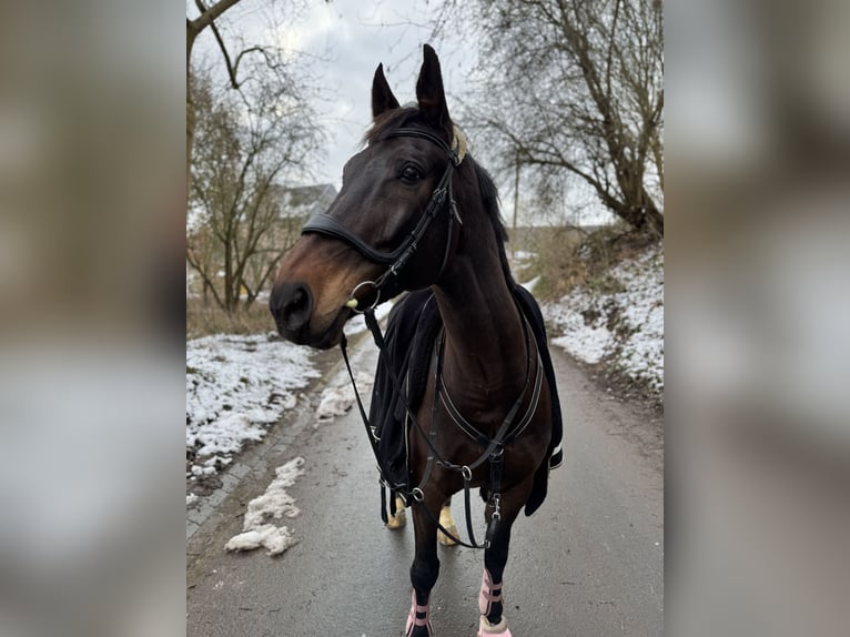 Belgian Warmblood Gelding 8 years 17,1 hh Bay-Dark in Pulheim