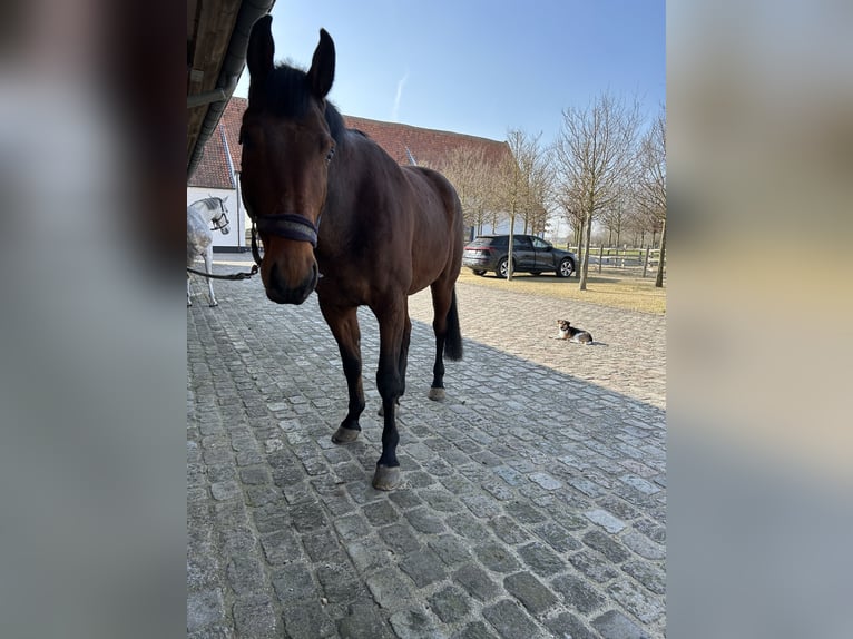 Belgian Warmblood Gelding 8 years 17.2 hh Brown in Knokke