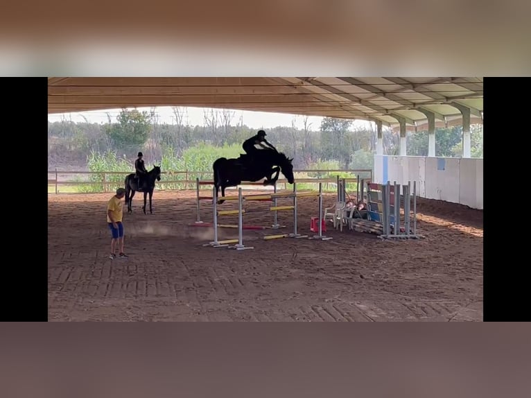 Belgian Warmblood Gelding 8 years 17 hh Brown in Bologna