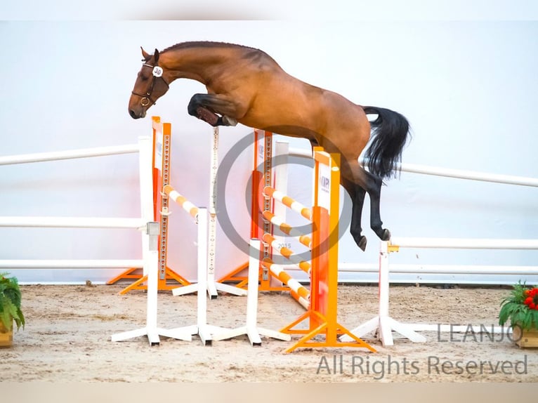 Belgian Warmblood Gelding 8 years 17 hh Brown in Bologna