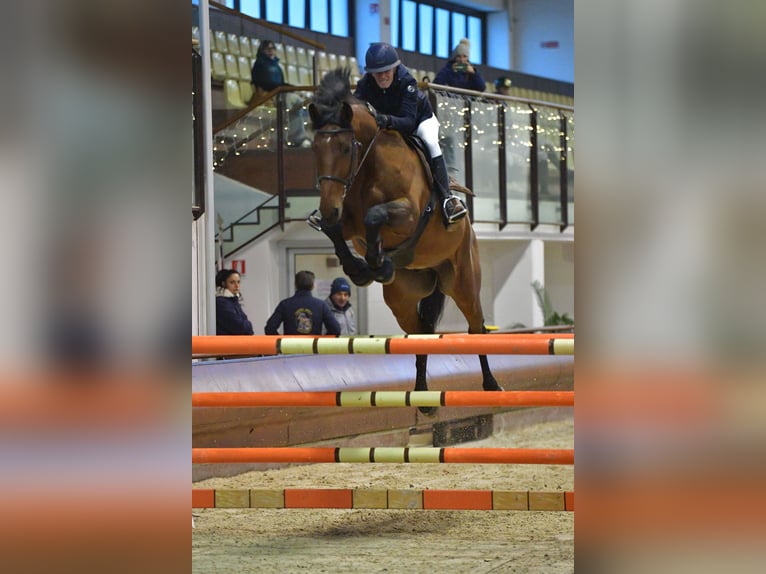 Belgian Warmblood Gelding 8 years 17 hh Brown in Bologna