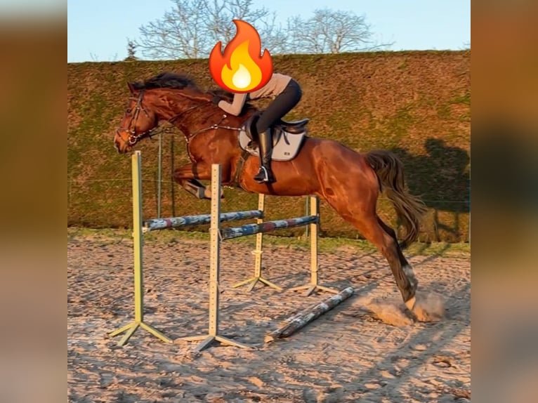 Belgian Warmblood Gelding 8 years 17 hh Brown in Uitbergen