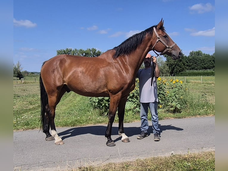 Belgian Warmblood Gelding 8 years 17 hh Brown in Uitbergen