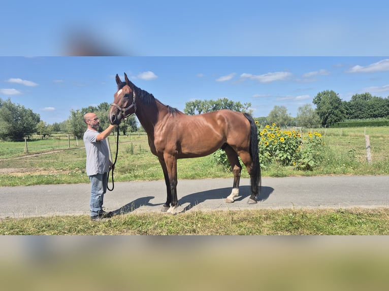 Belgian Warmblood Gelding 8 years 17 hh Brown in Uitbergen