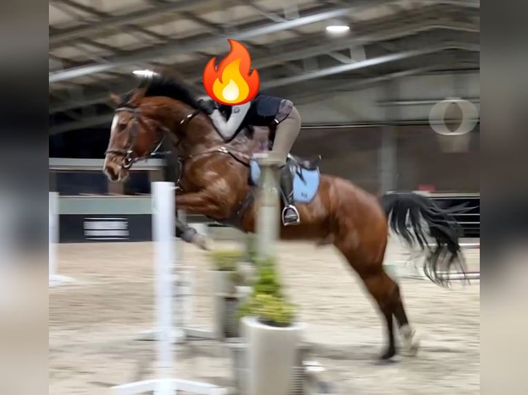 Belgian Warmblood Gelding 8 years 17 hh Brown in Uitbergen