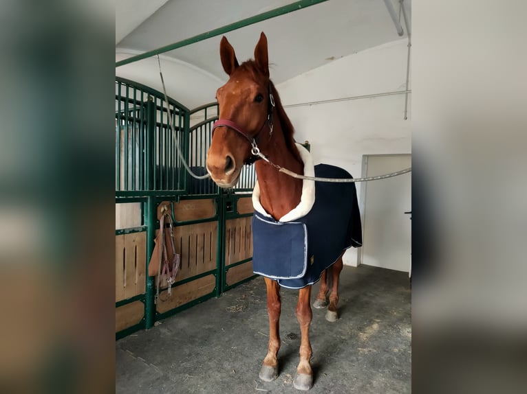 Belgian Warmblood Gelding 8 years 17 hh Chestnut-Red in Bierbaum