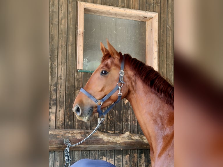 Belgian Warmblood Gelding 8 years 17 hh Chestnut-Red in Bierbaum