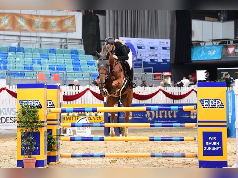 Belgian Warmblood Gelding 8 years 17 hh Chestnut-Red in Neunkirchen