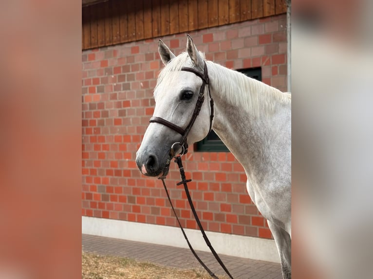 Belgian Warmblood Gelding 8 years 17 hh Grey in Diepholz