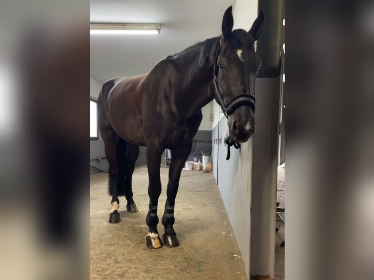 Belgian Warmblood Gelding 8 years 17,1 hh Smoky-Black in Bedburg