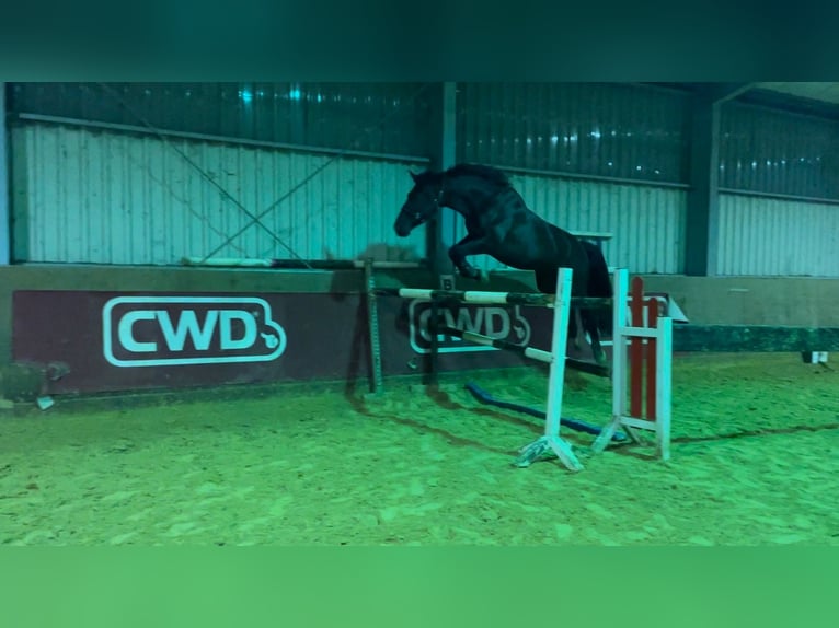 Belgian Warmblood Gelding 8 years 17,1 hh Smoky-Black in Bedburg