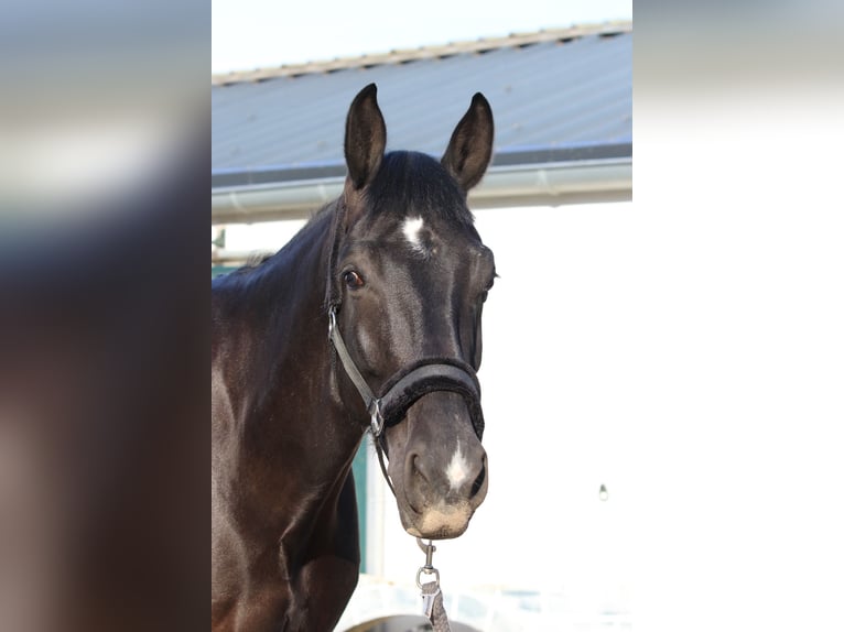 Belgian Warmblood Gelding 8 years 17,1 hh Smoky-Black in Bedburg