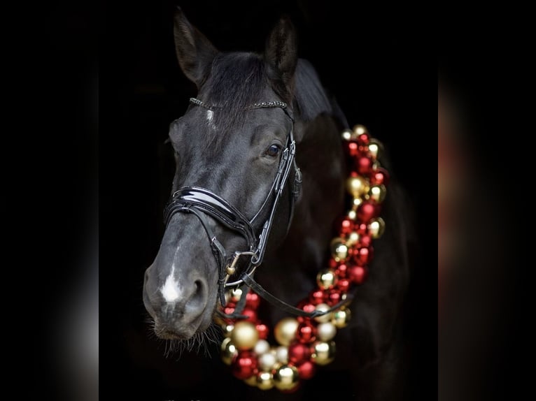 Belgian Warmblood Gelding 8 years 17,1 hh Smoky-Black in Bedburg