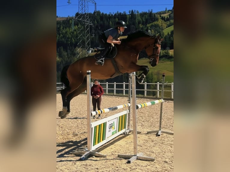 Belgian Warmblood Gelding 8 years 18 hh Brown in Schladming