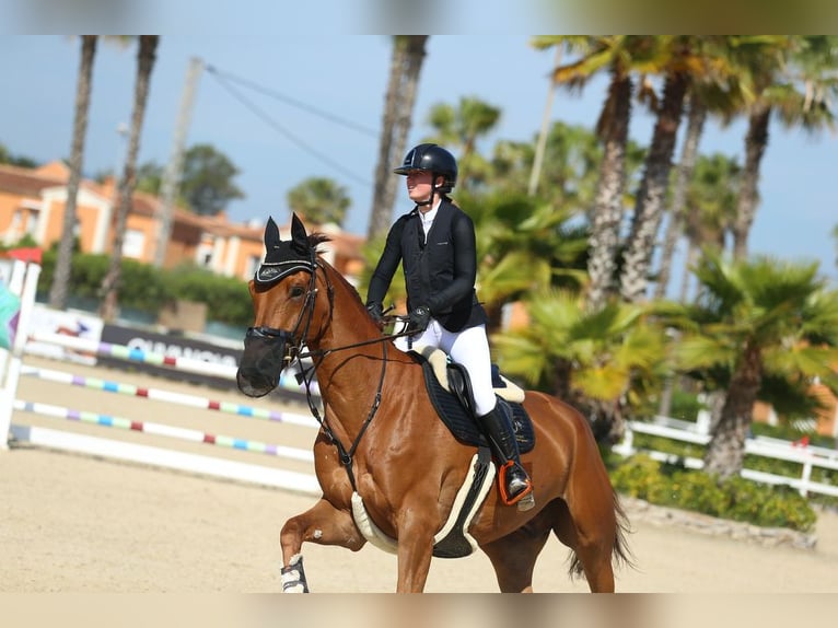 Belgian Warmblood Gelding 8 years Chestnut-Red in Schlatt