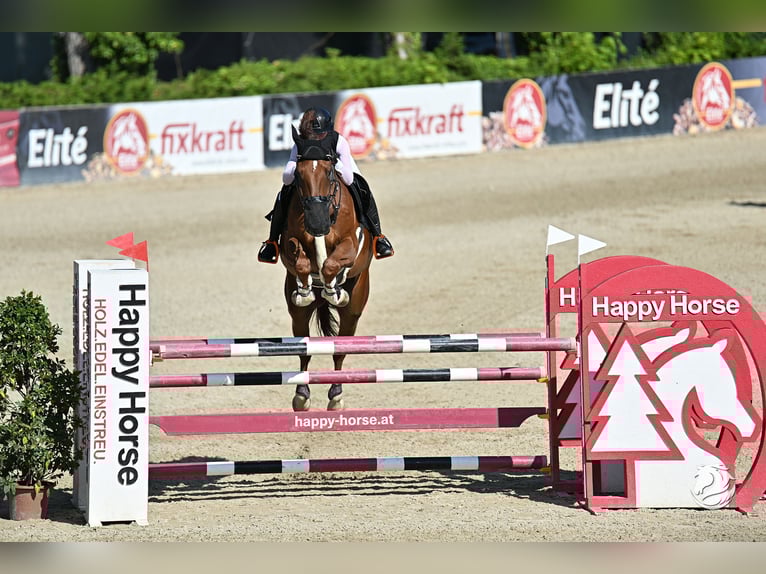 Belgian Warmblood Gelding 8 years Chestnut-Red in Schlatt