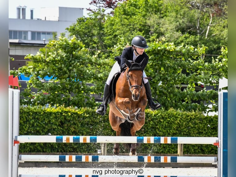 Belgian Warmblood Gelding 9 years 14,2 hh Bay-Dark in Asten