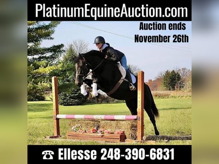 Belgian Warmblood Gelding 9 years 15,3 hh Black in Howell