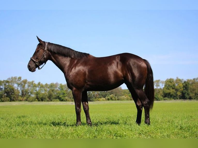 Belgian Warmblood Gelding 9 years 15,3 hh Black in Howell