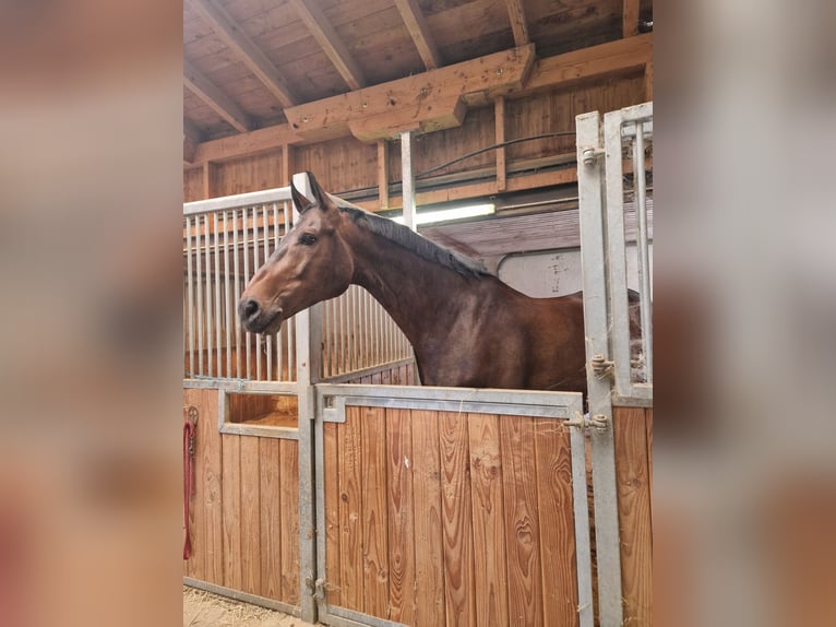 Belgian Warmblood Gelding 9 years 16.1 hh Bay-Dark in Dietenheim Regglisweiler