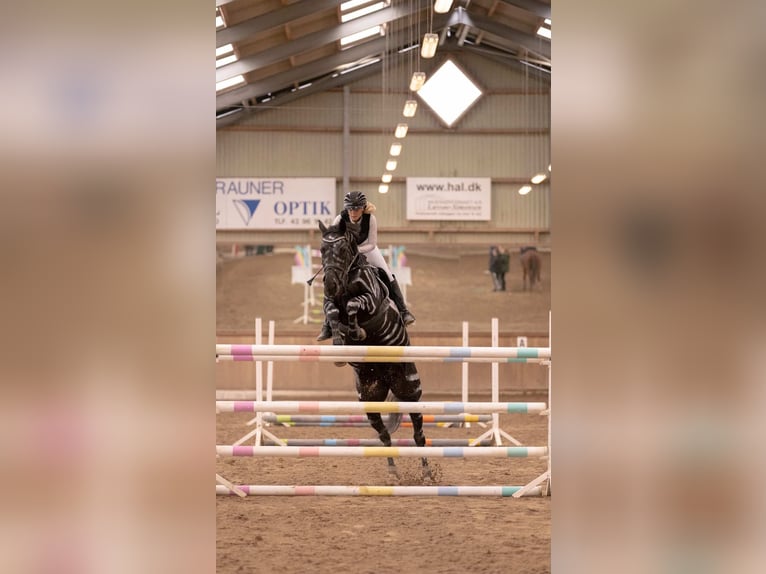Belgian Warmblood Gelding 9 years 16.1 hh Black in Rødovre