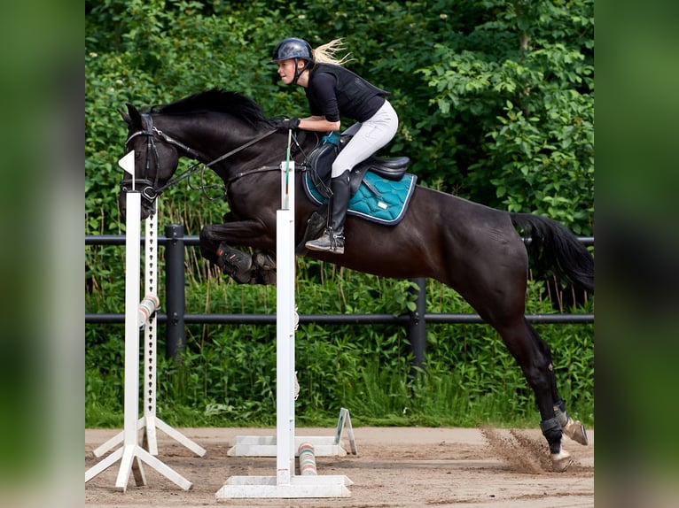 Belgian Warmblood Gelding 9 years 16.1 hh Black in Rødovre