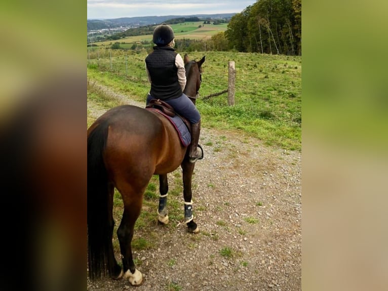 Belgian Warmblood Gelding 9 years 16,1 hh Brown in Windeck