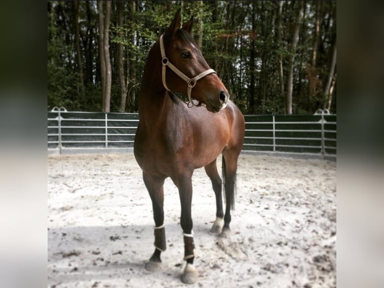 Belgian Warmblood Gelding 9 years 16,1 hh Brown in Windeck