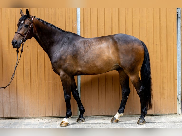 Belgian Warmblood Gelding 9 years 16,1 hh Brown in Windeck