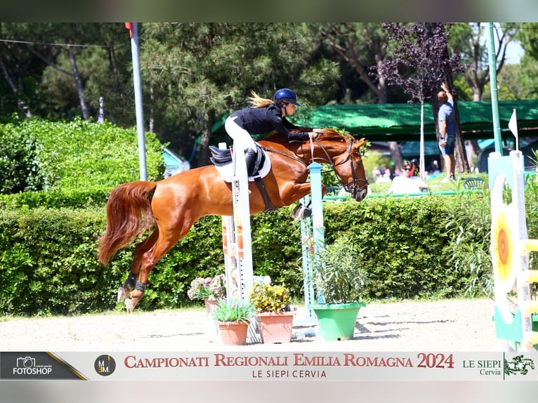 Belgian Warmblood Gelding 9 years 16,1 hh Chestnut-Red in Longastrino