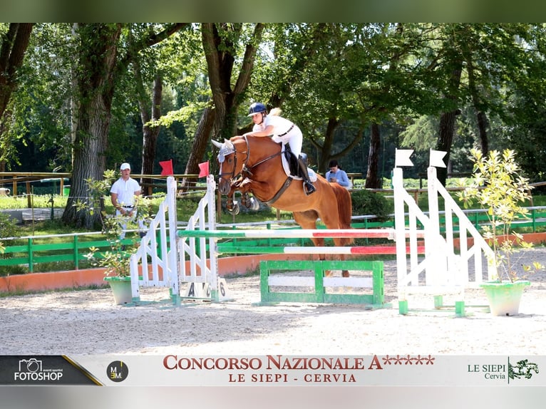 Belgian Warmblood Gelding 9 years 16,1 hh Chestnut-Red in Longastrino