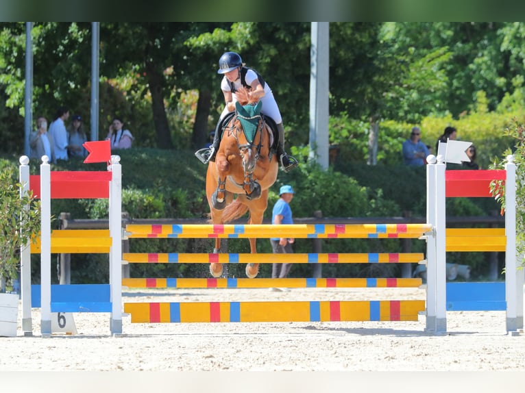 Belgian Warmblood Gelding 9 years 16,1 hh Chestnut-Red in Longastrino