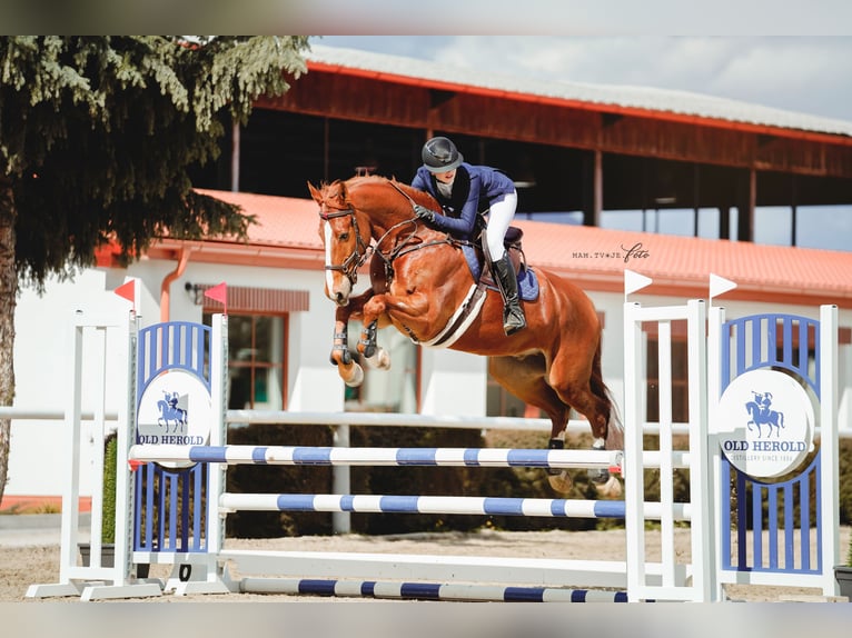 Belgian Warmblood Gelding 9 years 16,1 hh Chestnut in Trenčín