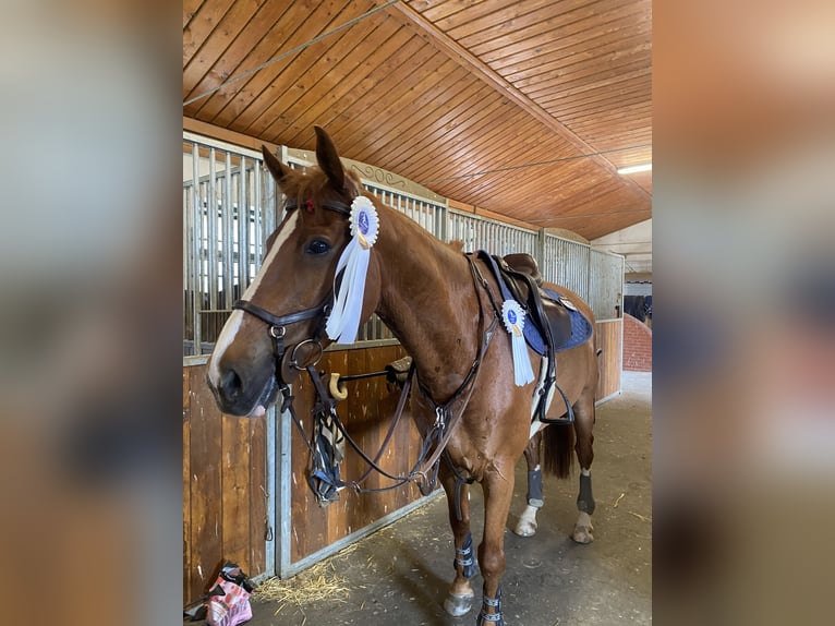 Belgian Warmblood Gelding 9 years 16,1 hh Chestnut in Trenčín