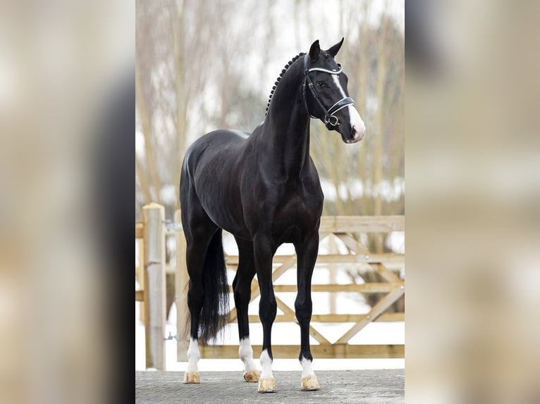 Belgian Warmblood Gelding 9 years 16.2 hh Black in Roretdam