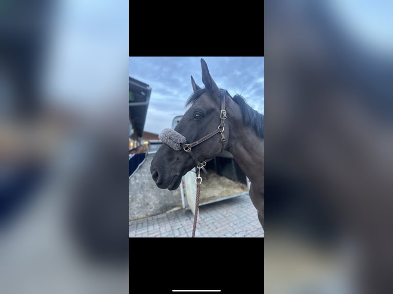 Belgian Warmblood Gelding 9 years 16,1 hh Black in Oberkirch LU