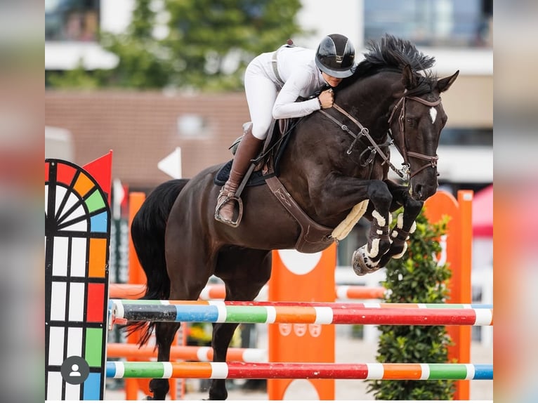 Belgian Warmblood Gelding 9 years 16,1 hh Black in Oberkirch LU
