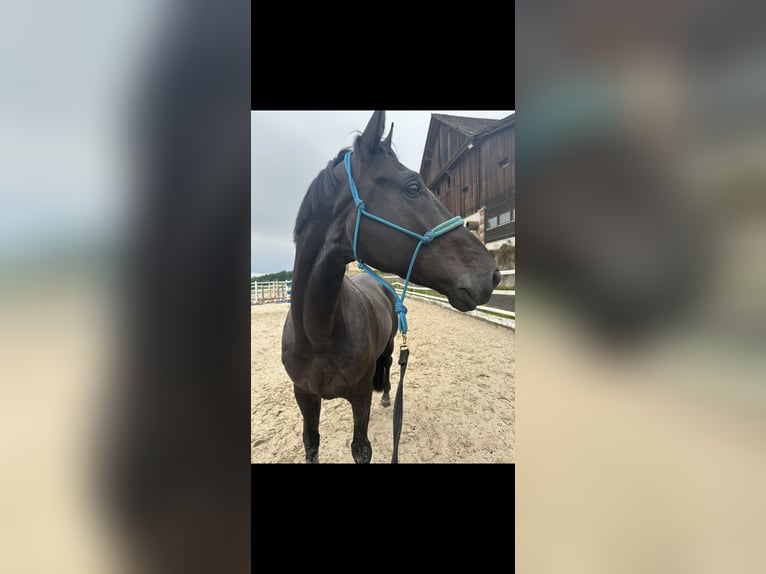 Belgian Warmblood Gelding 9 years 16,1 hh Black in Oberkirch LU