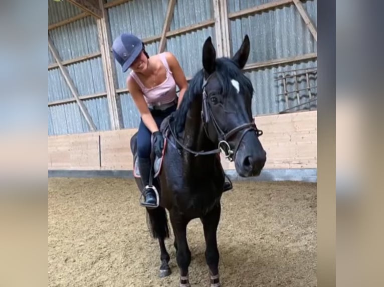 Belgian Warmblood Gelding 9 years 16,1 hh Black in Oberkirch LU